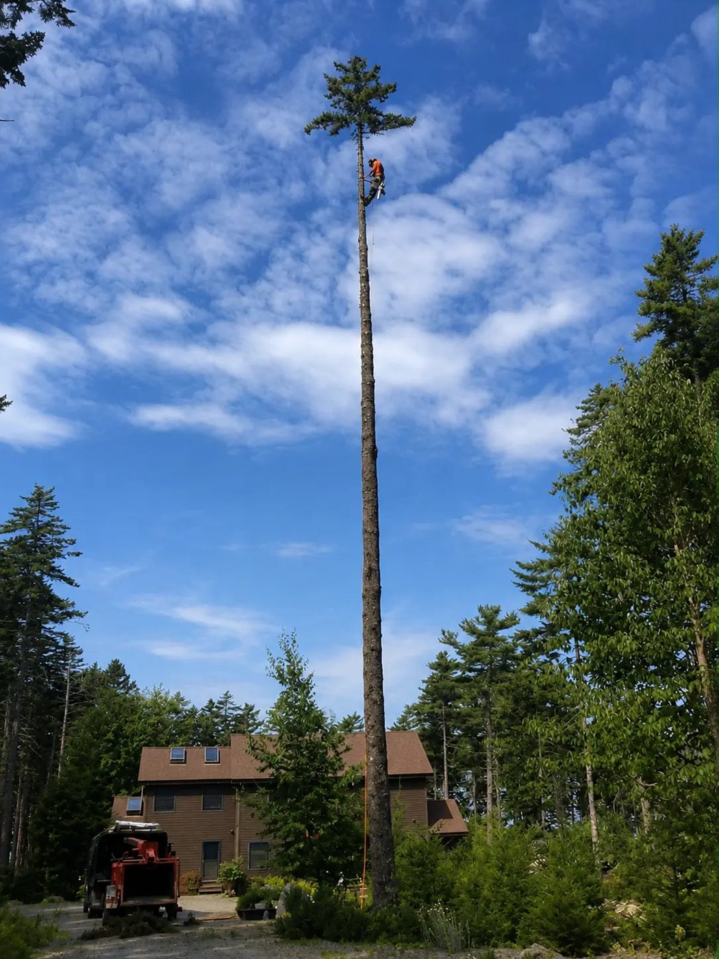 Owen Humphrey of Black Dog Tree Service roped in near the top of a very tall pine beside a house