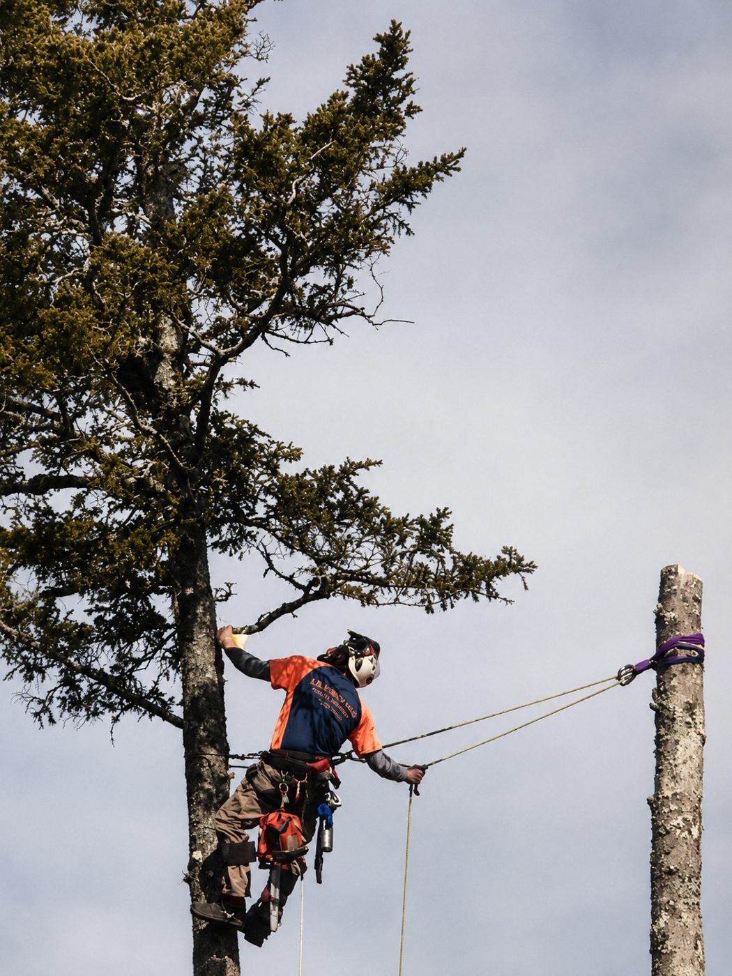 Owen roped into a spruce, tending a rigging line running to a tall spar during a careful removal