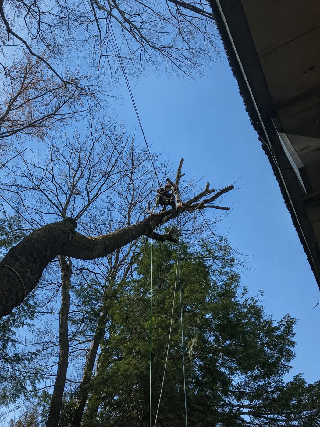 Owen roped in on a large limb next to utility lines and a house, performing careful line-clearance tree work